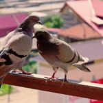 Come allontanare piccioni sul balcone