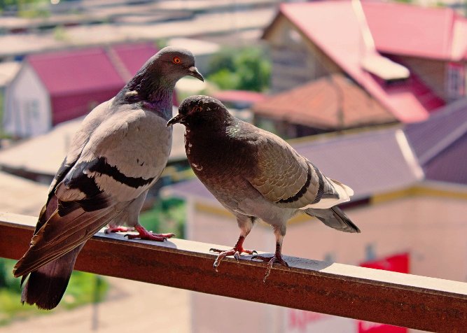 Come allontanare piccioni sul balcone