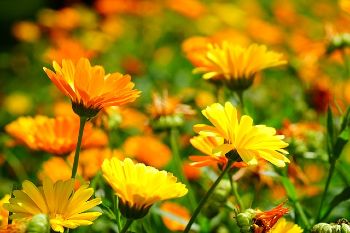 Calendula: pianta antizanzare balcone