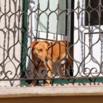 Protezioni balcone e terrazzo per cani