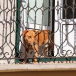 il cane può saltare dal balcone?