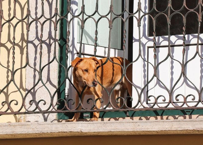 Il cane può cadere dal balcone? Protezioni balcone per cani