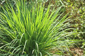 Citronella: pianta antizanzare da balcone