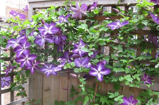 Clematis sul balcone