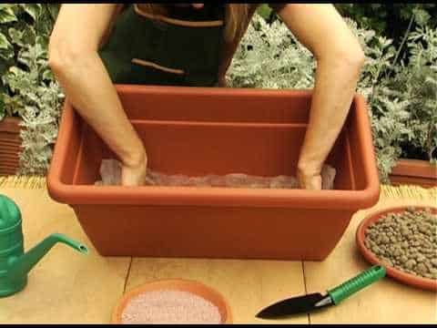 preparare vaso fragole in balcoen