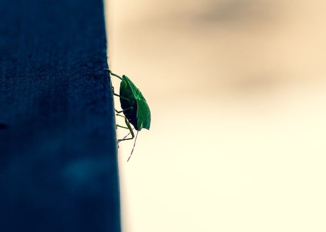 Come Eliminare Le Cimici Verdi E Asiatiche Da Casa Balcone E Terrazzo