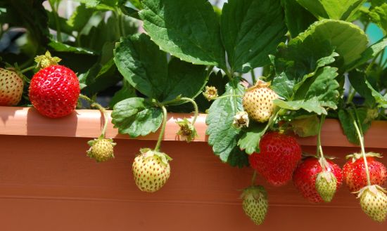 Fragole sul balcone