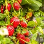 Fragole in vaso sul balcone