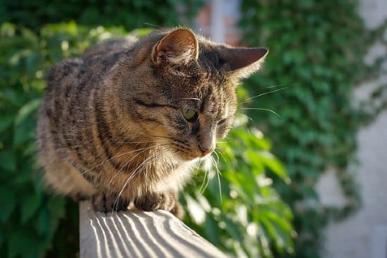 Gatto sul balcone