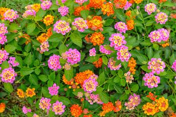 Lantana camara: pianta antizanzare da balcone