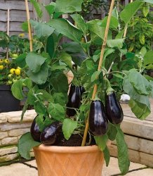 melanzane sul balcone