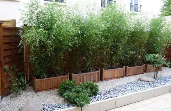 Nandina sul balcone