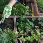 Cosa piantare nell'orto sul balcone