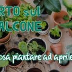 Orto sul balcone ad aprile