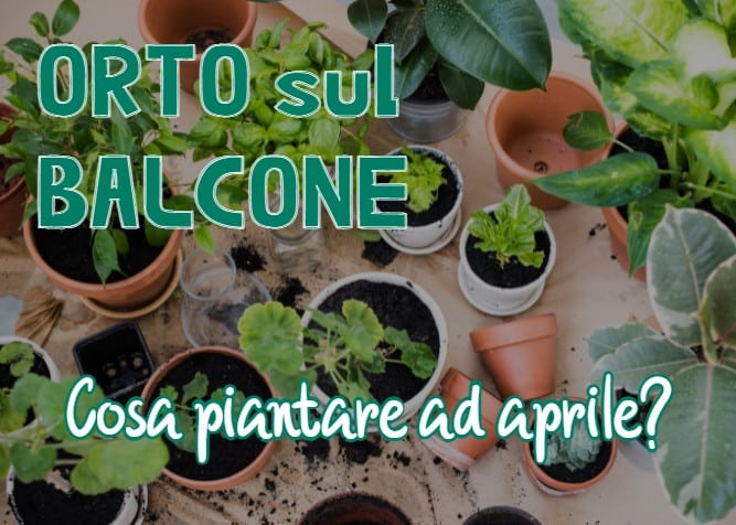 Orto sul balcone ad aprile