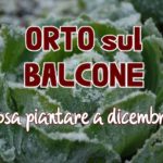 Orto sul balcone: cosa piantare a dicembre?