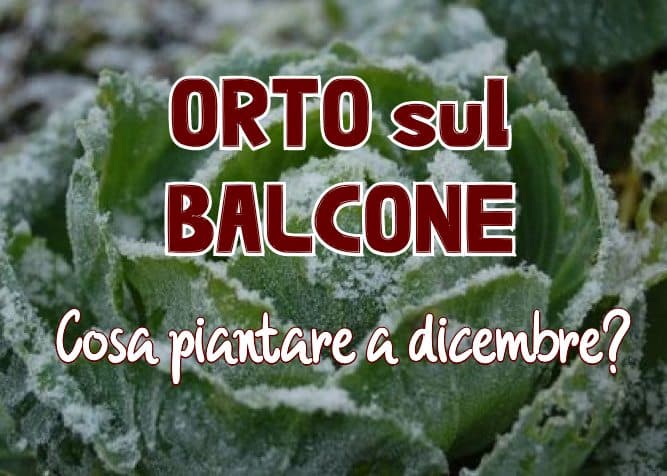 Orto Sul Balcone O Terrazzo Cosa Piantare A Dicembre