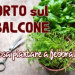 Cosa piantare a febbraio sul balcone?