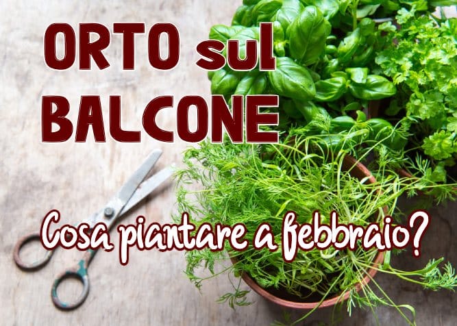 Orto sul balcone, cosa piantare a febbraio