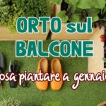 Orto sul balcone: cosa piantare a gennaio?