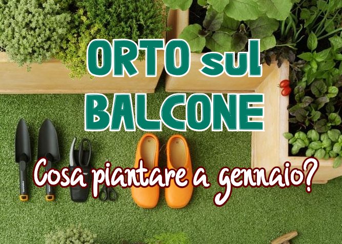 Cosa piantare sul balcone a gennaio