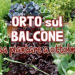 Orto sul balcone: cosa piantare a ottobre?