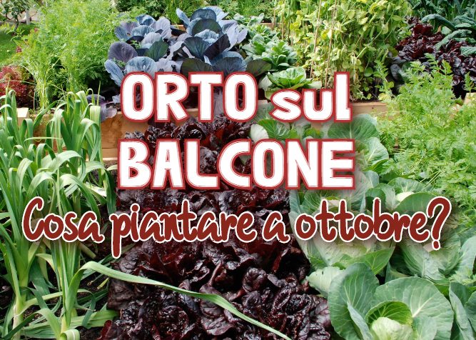 cosa piantare nell'orto sul balcone in ottobre