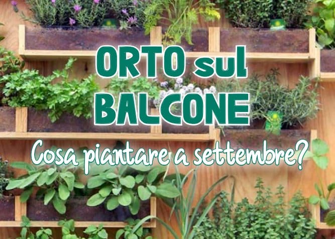 Orto sul balcone: cosa piantare a settembre?