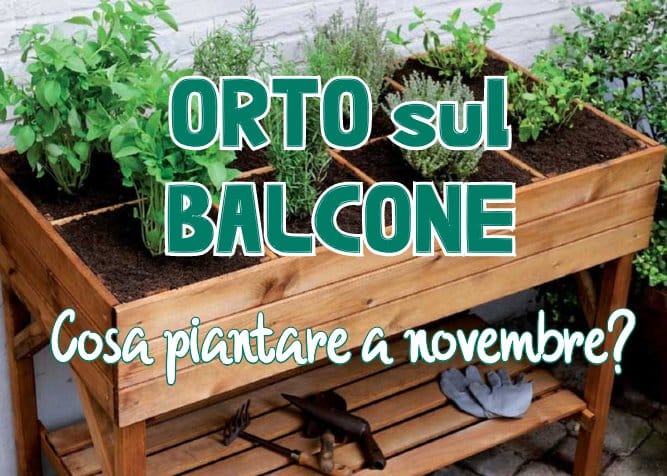 Orto balcone novembre