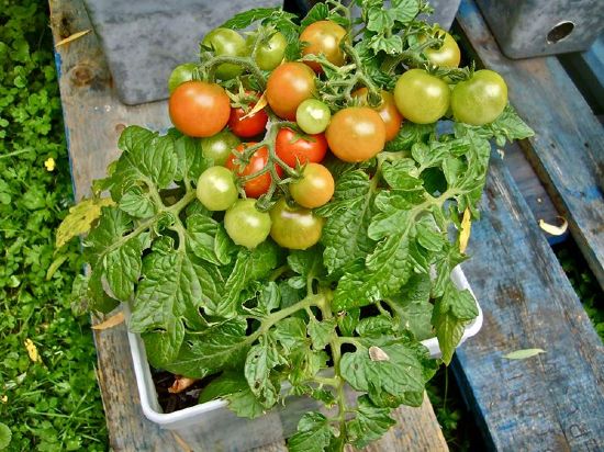 Pomodori in balcone