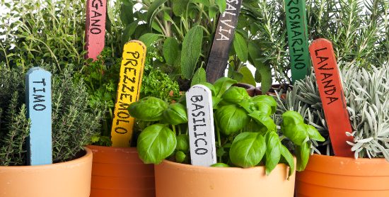 Piante aromatiche da balcone