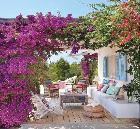 plantes pour l'ombre sur la terrasse