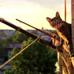 Protezione gatto balcone