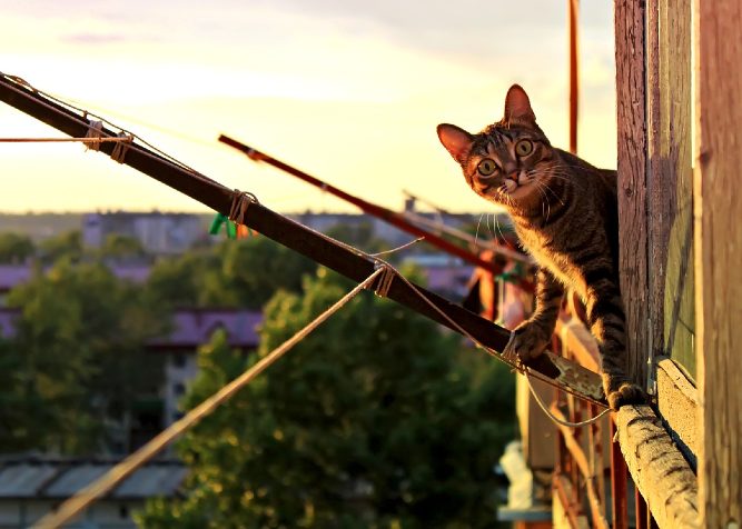 Mettere il balcone in sicurezza per i gatti: Reti e altre Protezioni per  gatti