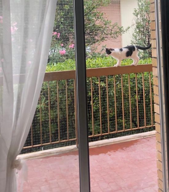 Protezione gatto per balcone