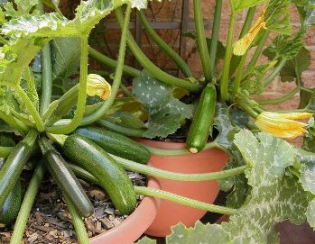 zucchine in vaso sul balcone